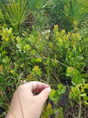 Asclepias feayi image