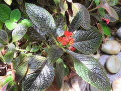 Chrysothemis pulchella