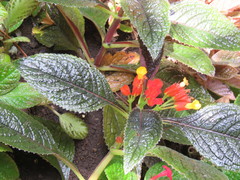 Chrysothemis pulchella