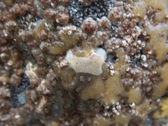 Lissoclinum perforatum