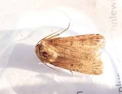 Hoplodrina octogenaria