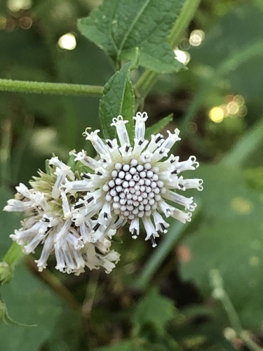 Melanthera nivea image