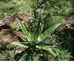 Aloe greatheadii image