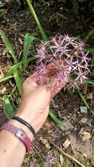 Allium