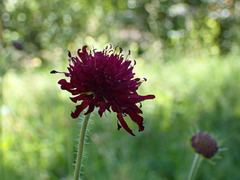 Knautia macedonica