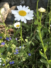 Leucanthemum vulgare