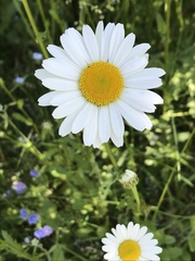 Leucanthemum vulgare