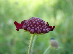 Knautia macedonica