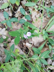 Lathyrus laxiflorus