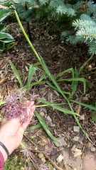 Allium