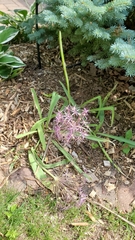 Allium