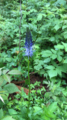 Phyteuma persicifolium