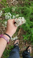 Achillea millefolium