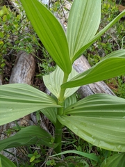Veratrum californicum