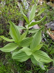 Veratrum californicum