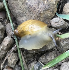 Novisuccinea ovalis