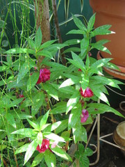 Impatiens balsamina