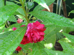 Impatiens balsamina