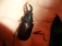 Sphaenognathus feisthamelii