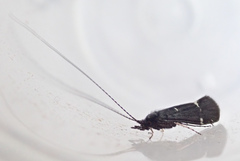 Athripsodes bilineatus