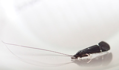 Athripsodes bilineatus