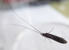 Athripsodes bilineatus