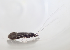 Athripsodes bilineatus