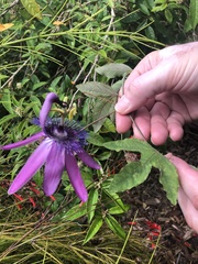 Passiflora amethystina × caerulea