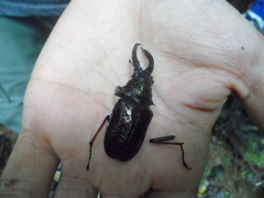 Sphaenognathus feisthamelii