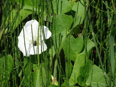 Systropha curvicornis