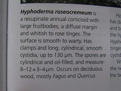 Hyphoderma roseocremeum