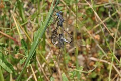 Lestes stultus