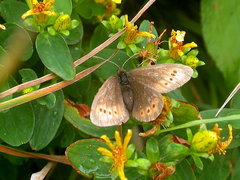 Erebia epiphron