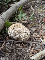 Calvatia sculpta