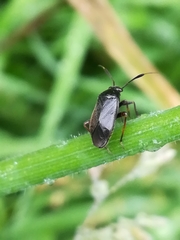 Capsus