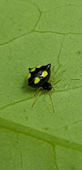 Theridula gonygaster
