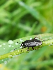 Capsus