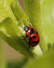 Gonioctena viminalis