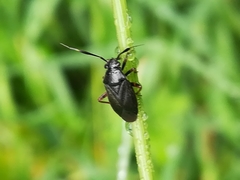 Capsus