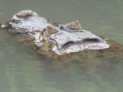 Caiman latirostris