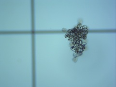 Dolichospermum lemmermannii