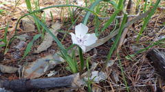 Calochortus umbellatus