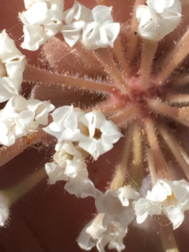 Great Basin Sand Verbena