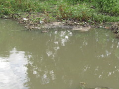 Caiman latirostris