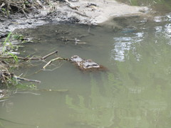 Caiman latirostris