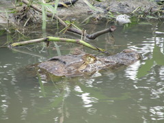 Caiman latirostris
