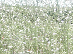 Cephalaria joppensis