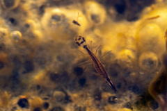 Thermonectus