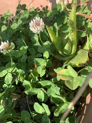 Trifolium repens