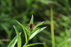 Centaurea rhaetica